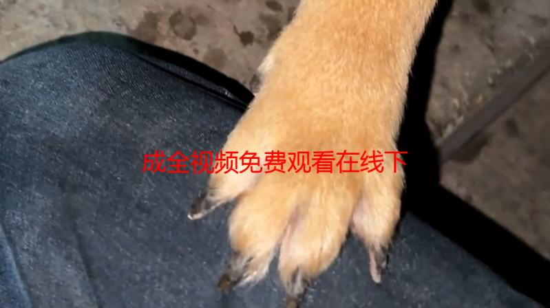 成全视频免费观看在线下载：高清资源一网打尽，随时随地畅享精彩