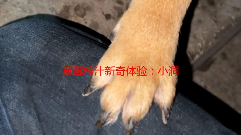 草莓榨汁新奇体验：小洞里的美味奇迹