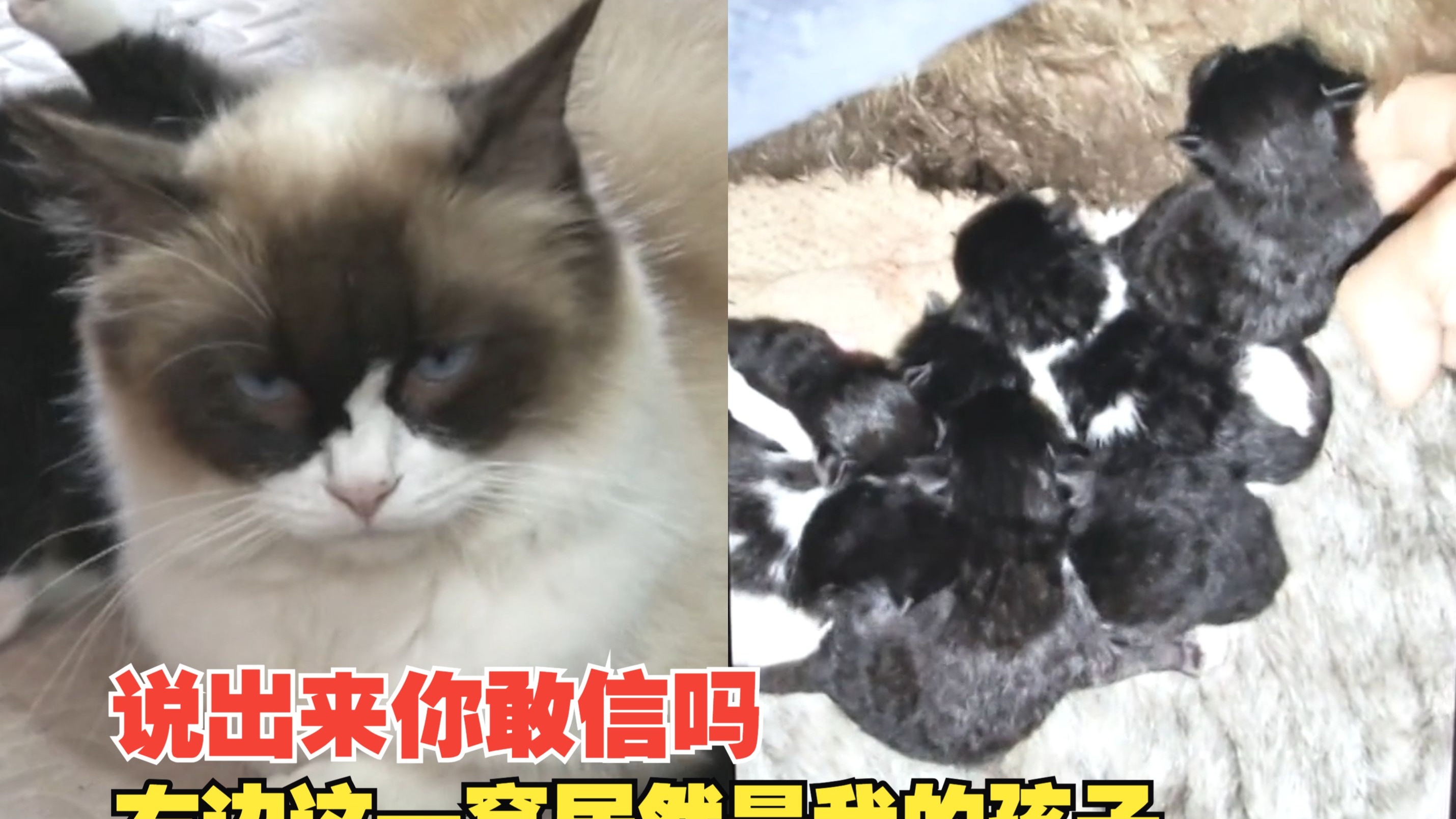 九幺高危风险9.1免费版安装IOS：详细解析与安全指南